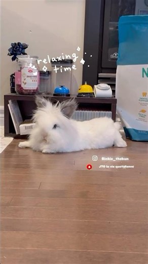 Just Relaxing 放鬆一下吧！ （ #うさぎ #bunny #petrabbit #兔兔 ）