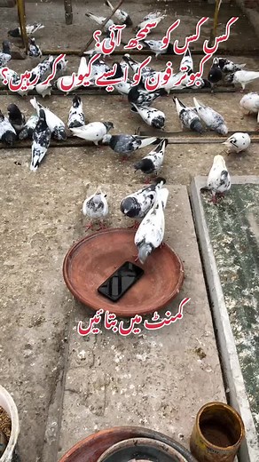 #sialkotpegionlovers #newchenal_support #sialkotikboter #pgion_lover #pgion_lover #foryoupage