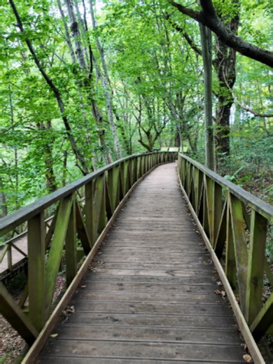 Bosque de las Secuoyas, Monte Cabezón — Cantabria