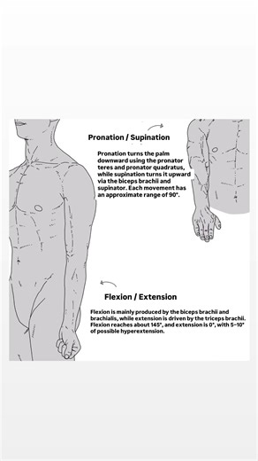 4-1 Elbow & Bones : Elbow Joint Movements