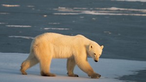 Mother and one-year-old son killed in rare polar bear attack