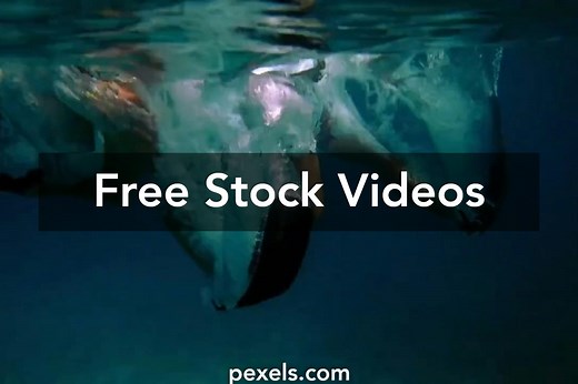 Swimming Videos, Download The BEST Free 4k Stock Video Footage & Swimming HD Video Clips