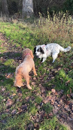 🤣 When I started walking Millie last year, she was scared of people and other dogs. She would freeze and didn’t want to walk or interact. Look at her now! Millie is the black and white spaniel. Ruby is the crazy cockapoo! 🤣 | Alex & Friends
