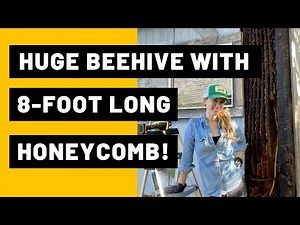 Huge Beehive with 8-foot Long Honeycomb!