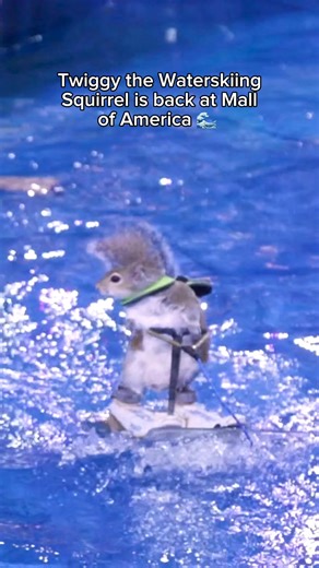 🚨🚨🚨 Twiggy is back at the Mall of America 🚨🚨🚨 #twiggy #mallofamerica #twincities #squirrel | Star Tribune