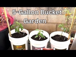 Transform a 5-Gallon Bucket into a Vertical Garden with String Trellis Great for Small Spaces