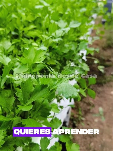 🌱 Aprende Hidroponía desde Cero hasta Nivel Productivo 💧 Descubre cómo cultivar sin tierra de forma fácil, moderna y rentable. Aquí te enseñamos paso a paso a crear tus propios sistemas hidropónicos, elegir los nutrientes correctos, evitar errores comunes y producir alimentos sanos desde casa o a nivel comercial. No es solo teoría — son métodos reales, prácticos y probados para que empieces a cultivar más rápido, con menos espacio y mayor rendimiento. 🚀 Convierte el agua en vida y tu conocimi