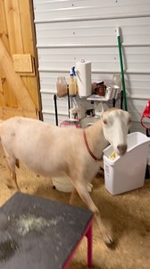 This was the scene I walked into when I went out to make some cheese this morning 🤦🏻‍♀️ looks like I’ll be doing a deep clean and bleach bath on absolutely everything in the creamery now 🙃 | Full Moon Farm
