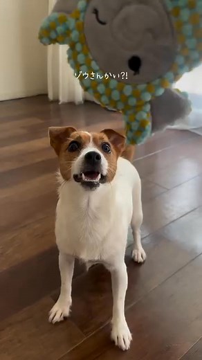 9.4K views · 439 reactions |  Such a delightful Jack Russell! 殺 | Jack russell lover | Facebook