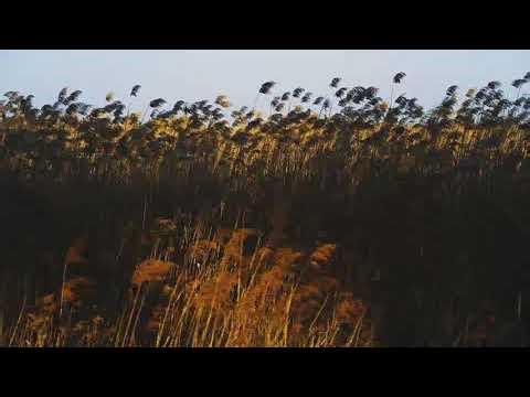 Vue de Beaux Roseaux