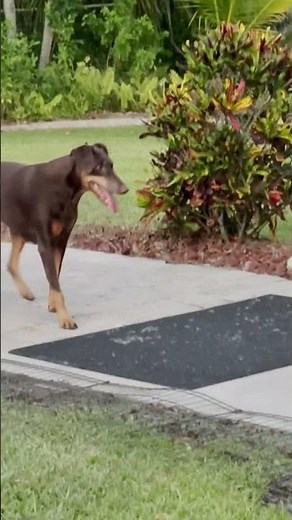 Wild Otter Plays With Doberman in Backyard