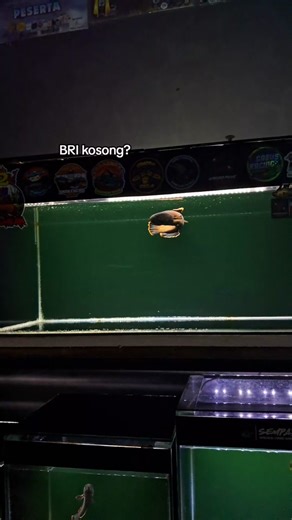 elekkk🤣🥹#keppers #limbata #sempak_official