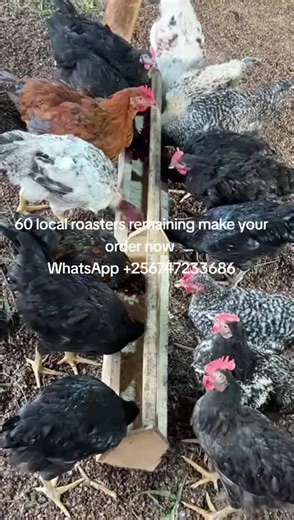 starlight integrated Farm on TikTok