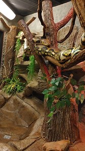 7K views · 146 reactions | Today is National SERPENT DAY! ( … and you...