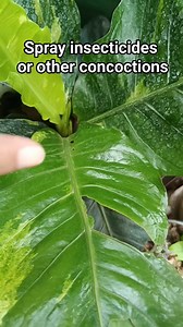 Here are the other pest control spray such as beer, citrus rinds as slug traps, cinnamon or Cayenne peppers are one of them. #fbreels2025ツ #planttips #plantita #plantsmakepeoplehappy #teamangatan | South Victoria Garden