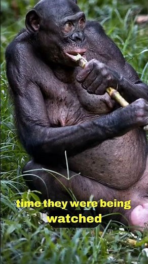 Revolutionizing Our Perception of Animal Intelligence! 🌍