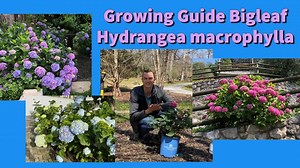 Complete growing guide to bigleaf hydrangea macrophylla: How to plant & care #hydrangea #gardening