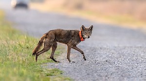 Endangered red wolves need space to stay wild. But there’s another predator in the way — humans