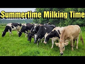 Summertime Cow Milking on our Family Farm