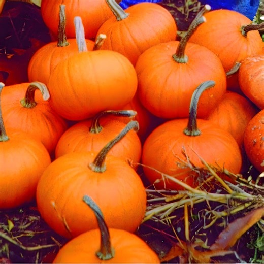 Mullein 20 Seeds, Verbascum Thapsus, Medicinal Herb Plant, Yellow Flowering Perennial, Ornamental Garden Plant - Etsy