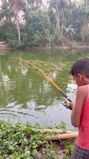 Big Cat fish #subscribetomychannel #village fishing #viralvideo 🎣🎣🎣