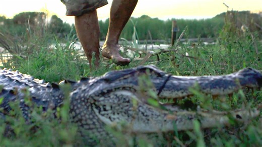 164K views · 3.2K reactions | Bigfoot shows Bruce how to "truck hunt" and Bruce is chased by a wild gator on the loose. | Swamp People on History | Facebook