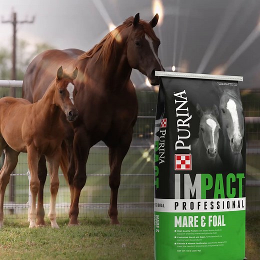 73K views · 301 reactions | Purina® Impact® Professional Mare & Foal...