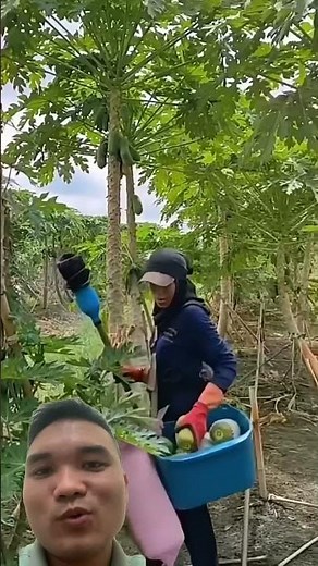 Dụng Cụ Hái Đu Đủ Tự Chế #fruit