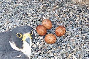 This Saturday is Hatch Day for Berkeley's newest falcon chicks - Berkeley News