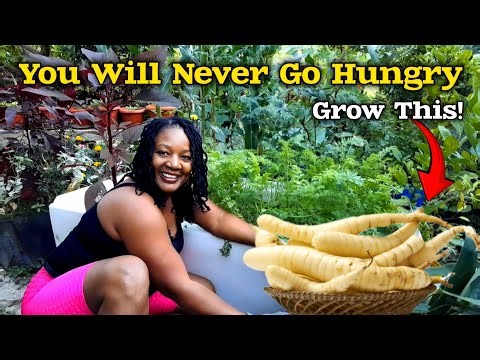 This Crop Will End Starvation & Food Crisis/UNBELIEVABLE Harvest Of Arrowroot