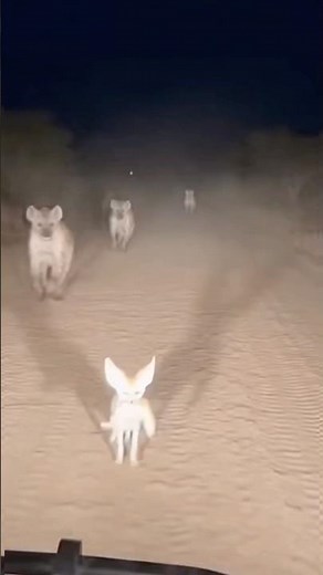 Tiny Fox, Big Heart Saves Her Baby From Predator 💔🦊 #motherlove #wildlife #rescue