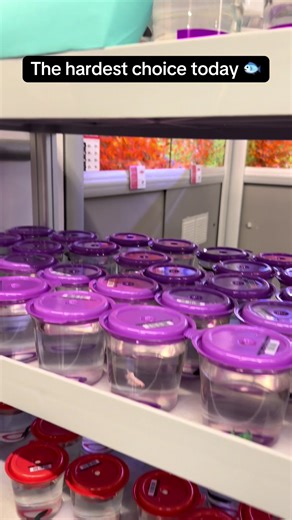 I went in just to look and somehow ended up completely torn between all these beautiful betta fish 😍🐟 Each one has its own personality and colors, and now I can’t decide which one should come home with me. Which one do YOU think I should pick? Comment your favorite and be sure to check back to see which lucky little fish I bring home! 💙🌊 #petsoftiktok #petlover #fyp #bettafish #fishtok