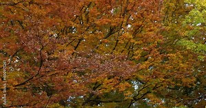 Japanese zelkova known as Japanese elm or keyaki and Maclura pomifera, commonly known as the Osage orange, hedge, or hedge apple tree