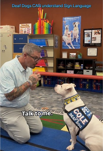 Understanding Sign Language for Deaf Dogs