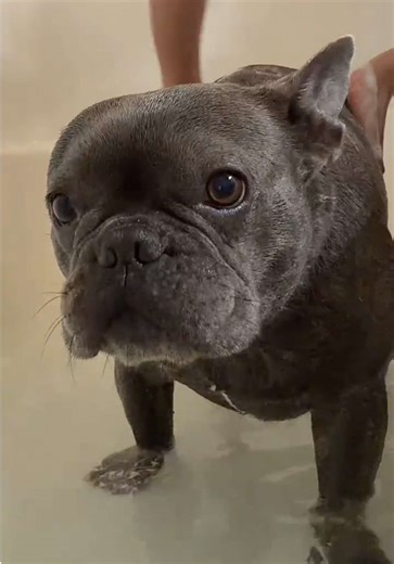 Bath Day Adventures for Mr. Walter the French Bulldog