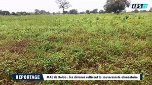 🟦 [#Reportage ] [ wolof ] À la maison d’arrêt et de correction de Kolda, l’agriculture devient un levier de réinsertion et d’autonomie. Grâce à un périmètre de 5 hectares exploité par les détenus, en partenariat avec le ministère de l’Agriculture et l’ISRA, la prison récolte aujourd’hui les fruits d’un projet exemplaire au service de la souveraineté alimentaire prônée par le président Bassirou Diomaye Faye. | APS (Agence de Presse Sénégalaise)