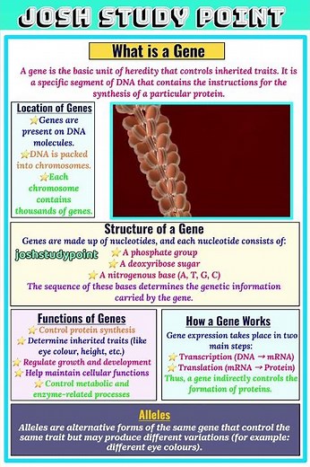 Genes: The blueprint of life!