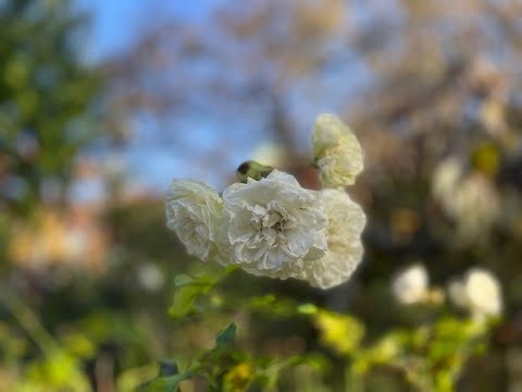Jean-Daniel Braun : Flute Duets, Op. 4
