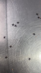 56K views · 787 reactions | Baby funnel-web spiders! Wait for it...  | Australian Reptile Park | Facebook