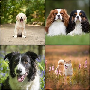 The best dog breed for your star sign