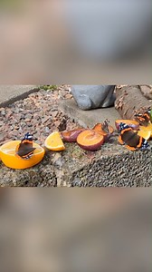 A banquet fit for a butterfly 🍊🍌 Flower nectar is an important source of sugar for many adult butterflies and moths, but did you know that some also feed on tree sap, aphid-honeydew and rotting fruit? Try leaving out soft fruits like bananas, berries, melon, oranges and plums in your Wild Space in the late summer and autumn to attract butterflies like Red Admirals, Commas, Peacocks and Painted Ladies, as well as moths such as Merveille du Jour and the Pink-barred Sallow. 📹: Gillian Leitch | B