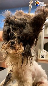 13M views · 321K reactions | Old matted stray dog gets a haircut and turns out to be a puppy  | The Dodo | Facebook