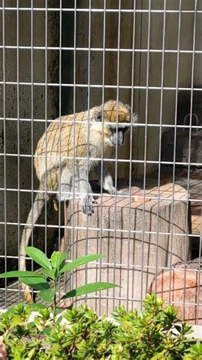 Riku was doing a big hoof 25.11.1 #SavannahMonkey #TennojiZoo #minnanotennojizoo