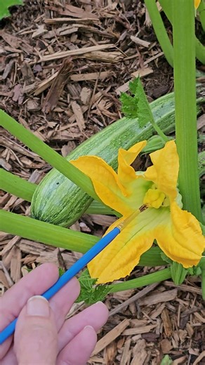 No Bees? Hand Pollinate Like This! 🌼
