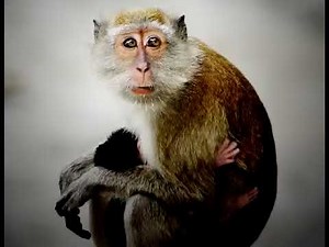 Animal Alphabet Song The Hollow Trees