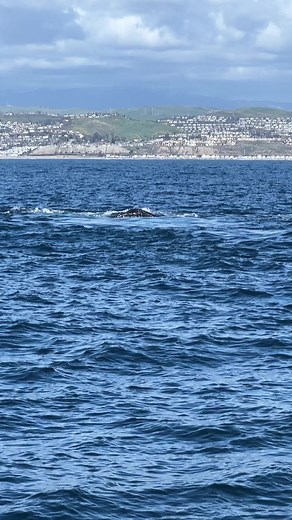 7.3K views · 326 reactions | Wonderful courtship behavior, possible mating off Dana Point today. Just incredible! ❤️❤️❤️Video by Otto #whalewatching #danapoint #whalemating #mating #graywhalemating #graywhale #california | Dana Wharf Whale Watch | Facebook