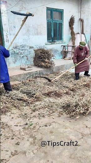 Two people working together to thresh beans – even the old method can produce fine results!