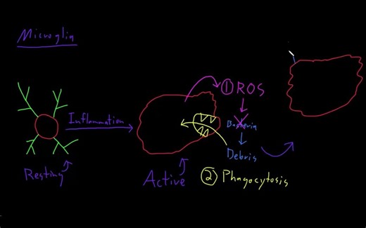 【小胶质细胞】Microglia | Nervous system physiology | NCLEX-RN | Khan Academy