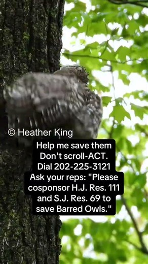 Baby barred owls climb trees #babyowlsclimbtrees