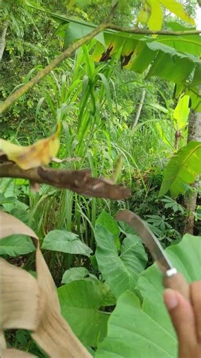 Smart idea to split taro with a super sharp mini tool -Agriculture farming #shorts
